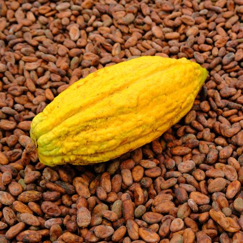 mindo-ecuador-cacao-1.jpg