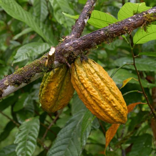 mindo-ecuador-cacao.jpg