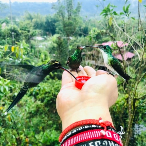 mindo-ecuador-hummingbirds.jpg