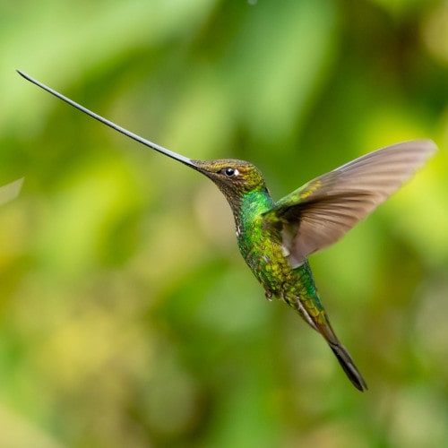 1-Sword-billed-Hummingbird-min