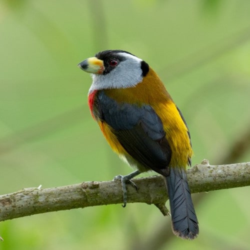 10-Toucan-Barbet-min