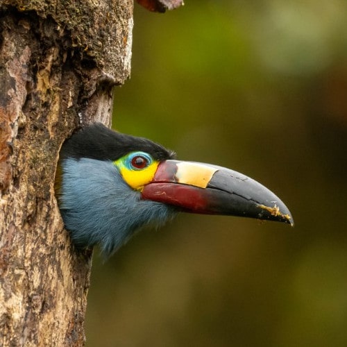 3-Plate-Billed-Mountain-Toucan-min