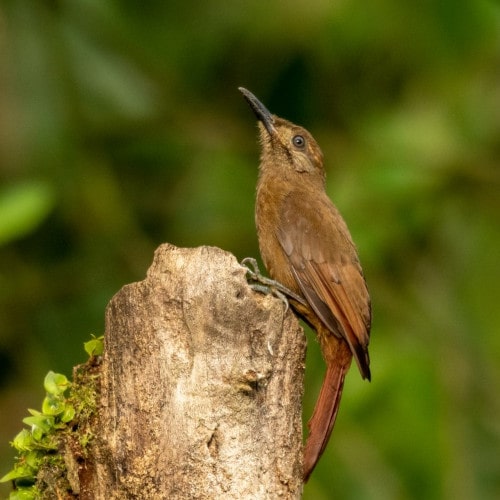 6-Plain-brown-Woodcreeper-min