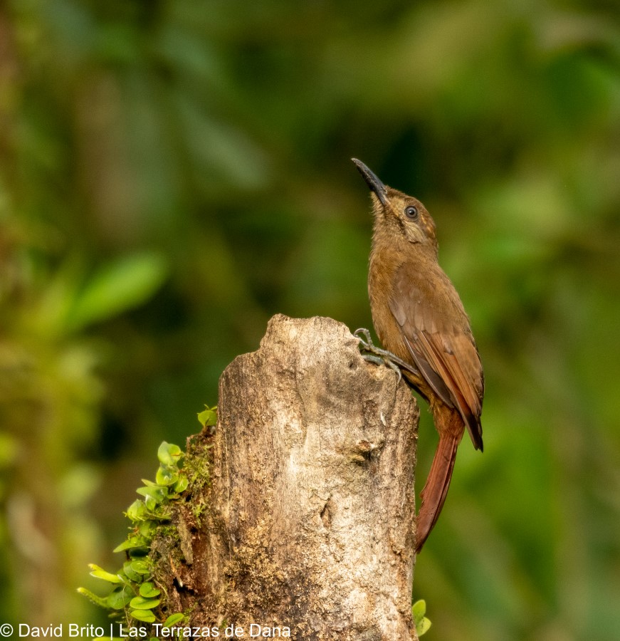 Plain-brown Woodcreeper