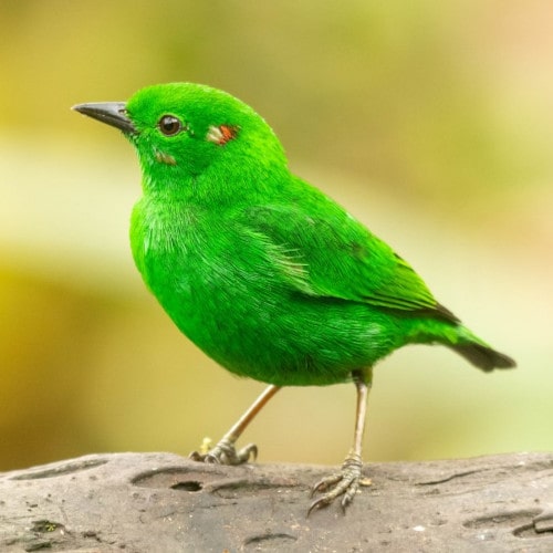 6-glistening-green-tanager-min