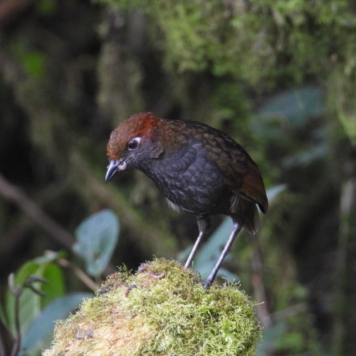 Chestnut-naped-Antpitta-@FS-Zuroloma-DSCN7835-min