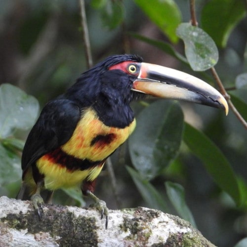 Collared-Aracari-@-FS-Silanche-DSCN6946-min