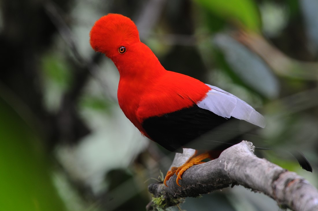 Ecuador Birdwatching Choco Andino East Slope Tour 12 days