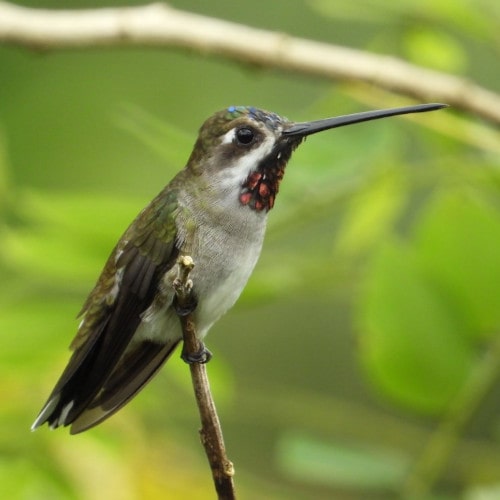 Long-billed-Starthroat-@FS-Frutty-Tour-Reserve-DSCN2687-min