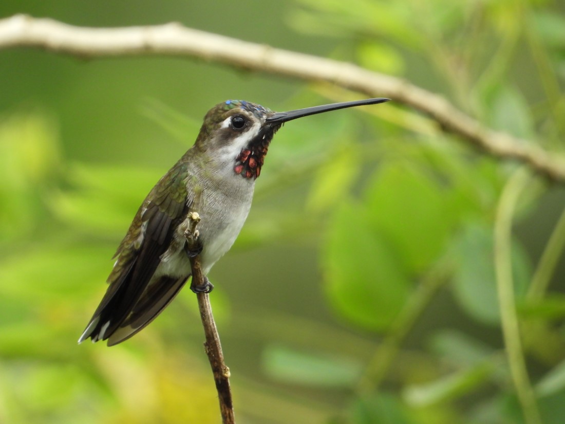 Long-billed Starthroat