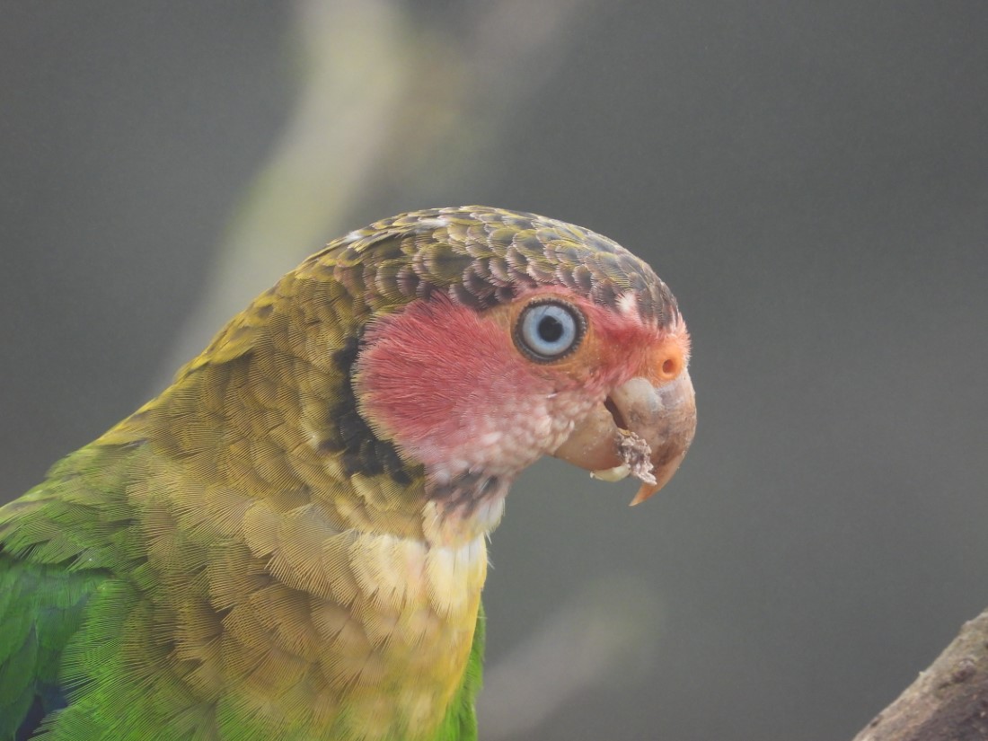 Rose faced Parrot @FS Amagusa DSCN5588 -