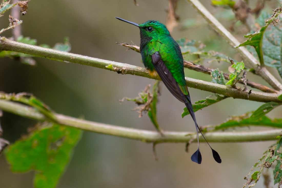 Rufous-booted-Racket-tail