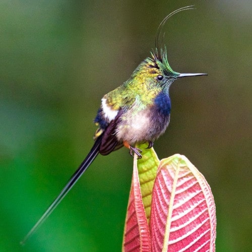 Wire-crested-Thorntail-min