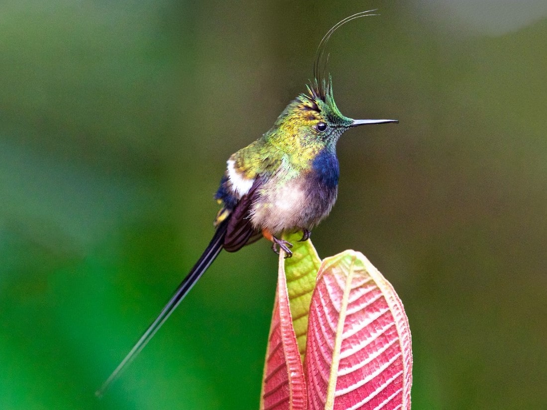 Wire crested Thorntail -