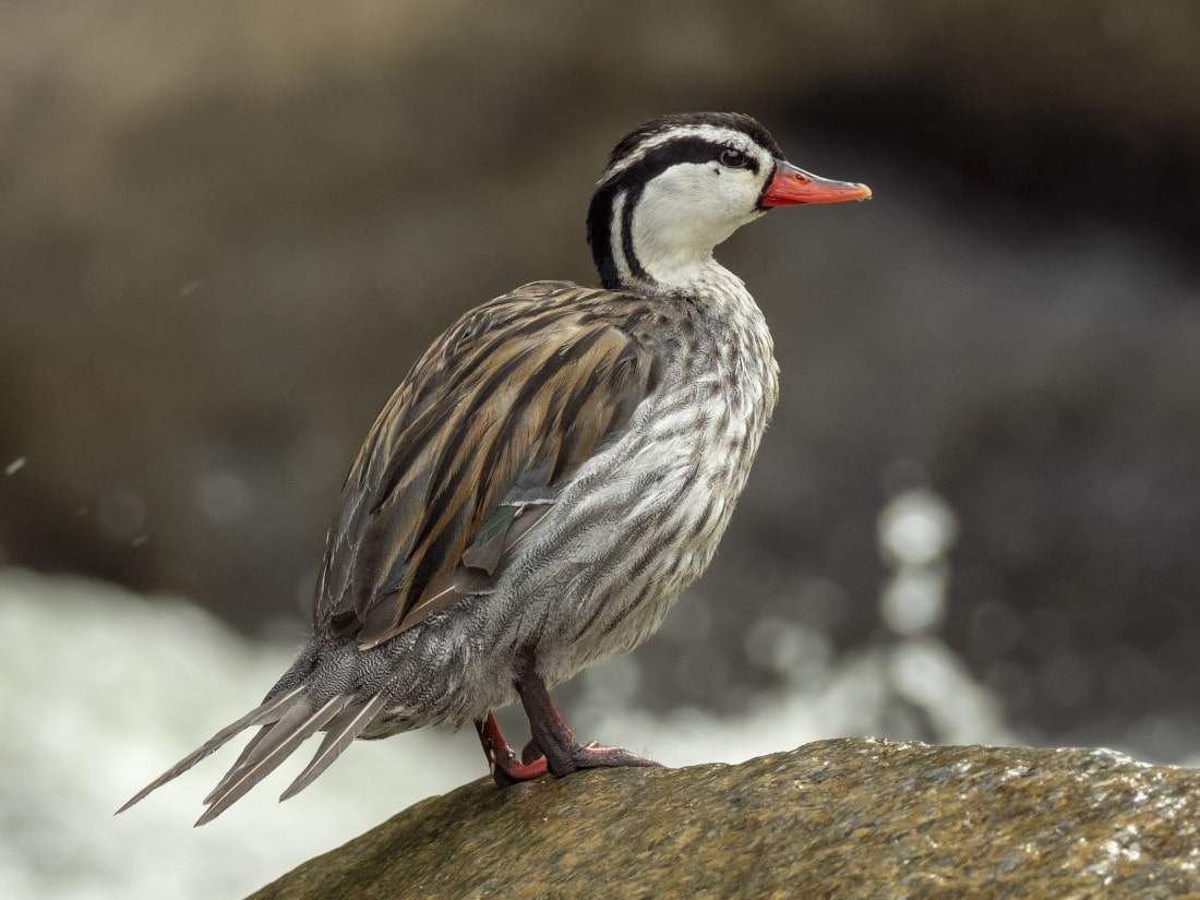 torrent-duck